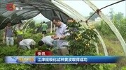 江津规模化试种黄皮取得成功资讯搜索最新资讯爱奇艺