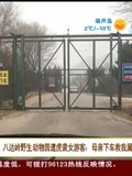 八达岭动物园遭虎袭女游客母亲救我属见义勇为