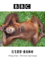 BBC：红毛猩猩重返林间