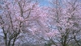 日本的樱花真的太漂亮了吧     我能坐在树下看个三天三夜！