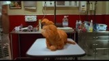 宠物医院的造型师给加菲猫吹的这是个什么鬼发型