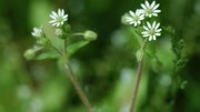 《农村这种野草长满疙瘩,被人称作“蟾蜍草”,样子丑陋,却是中药》第20190412期一种叫做“鸡儿肠”的野草,学名“繁缕”,还是一味中药生活完...