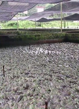 在江西赣州宁都,牛蛙养殖户有苦难言,密密麻麻的蛙看著真心疼啊