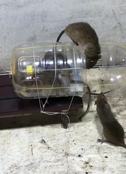 生活中常见工具自制捕鼠器,居然抓到不少老鼠,可以申请专利了