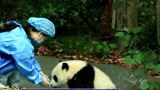 《现在的我们》“熊猫妈妈”讲述辅助大熊猫妈妈给宝宝喂奶的故事