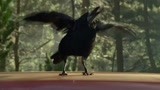 一只会说话的乌鸦 将少年带入恐龙世纪？