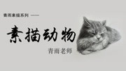 素描动物零基础入门教程——海盗小猫—青雨素描 3.根据辅助线进行精准起形—青雨素描素描入门教程教育高清正版视频在线观看–爱奇艺