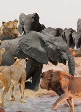 一群狮子捕食大象,大象360度回旋反击,镜头记录精彩瞬间!