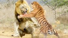 老虎和狮子究竟谁更胜一筹？真正的生死战斗，胜负已见分晓