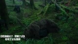 猩球崛起：小猩猩不懂狩猎陷入危险，凯撒勇猛救下熊嘴里的小猩猩