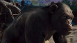 猩球崛起：凯撒刚来动物园，就给猩猩首领所欺负，看着真是心疼