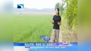 荆头山农场:再生稻＂生＂出幸福日子资讯高清正版视频在线观看–爱奇艺