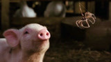 《夏洛特的网》解读 一蜘蛛如何帮一只猪炒作 救猪一命啊！