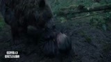 荒野猎人：一代男神小李子竟遇到大棕熊蹂躏，这一段太触目惊心