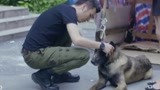 战狼犬：狼犬欲回李旭帆身边，却一路被人驱赶，最后一幕惹人泪奔