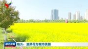 临沂:油菜花为城市美颜资讯搜索最新资讯爱奇艺