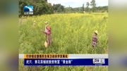 武穴: 黄花菜铺就脱贫致富＂黄金路＂资讯搜索最新资讯爱奇艺