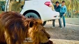 功夫瑜伽：小狮子太可伶了，坐了成龙的车，都晕车了！