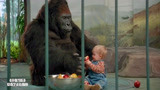 小鬼当街：9个月大的婴儿把猩猩当成妈妈，人贩子直接目瞪口呆！