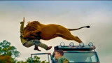 急先锋：成龙跟对手打斗中，狮子冲向他们，幸好他装死躲过一劫！