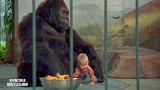 小鬼当街：笨贼想将宝宝从猩猩身边偷走，猩猩一怒，直接将他拍飞