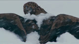 追鹰日记：雪太大了，老鹰分不清猎物在哪儿，直接扑空
