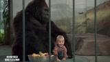 小鬼当街：宝宝太可爱了，爬到大猩猩身边，保护他！