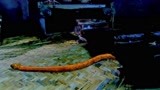 大舜：一条大黄蛇成了精，爬进屋子就想咬人，这把一家三口吓惨了