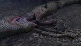 狂蟒之灾：野人遗址发现骷髅，旁边还有蟒蛇尸体，这下事大了
