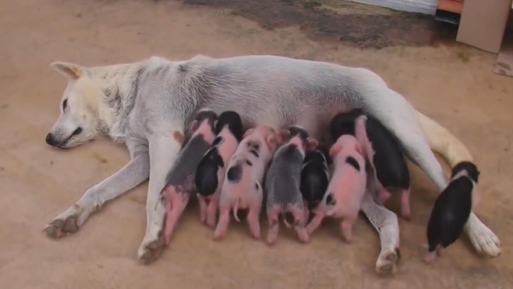 母狗怀胎两个多月，结果诞下一大窝小猪崽？一段跨越种族的母爱
