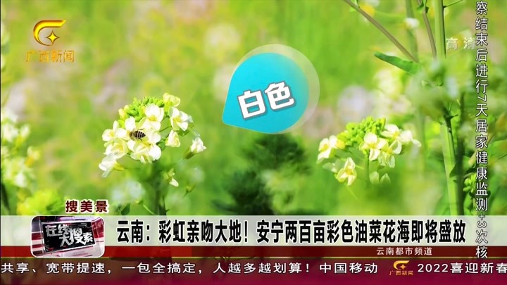 云南:彩虹亲吻大地！ 安宁两百亩彩色油菜花海即将盛放