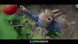 比得兔：小兔子偷菜竟这么嚣张，被农场主发现，完蛋了！