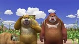 熊出没：果然不靠谱啊！熊大和熊二收玉米，谁料吃得比收得还快！