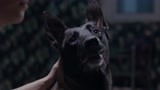 《战狼犬》微笑玩具丢失闷闷不乐 半夜狂吠扰人清梦