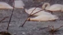 小天鹅“晨晨”迁徙路上玩了把“吃播” 镜头记录觅食全过程