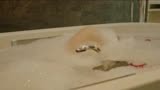 《人蛇大战》：美女在沐浴，蛇出现在浴缸，要被吓晕了