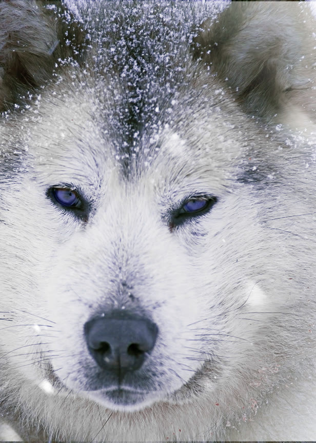 雪橇犬