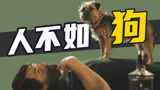 一个人能有多狗？狗都忍不了！爆笑沙雕片《复仇狗联盟》