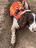 搜救犬受伤缝针疼得流泪 它是地震救援英雄也是小宝贝-资讯-搜索最新资讯-爱奇艺