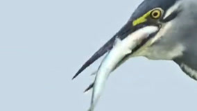 摄影师记录下绿鹭用蜻蜓做诱饵捕食水中小鱼