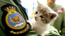 小猫成功碰瓷英皇家海军