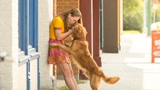 《一条狗的使命》配音特辑 年度最暖心宠物电影