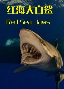 红海大白鲨