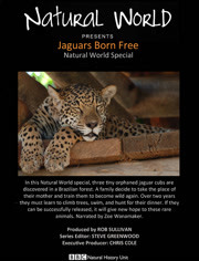BBC 美洲豹：生而自由