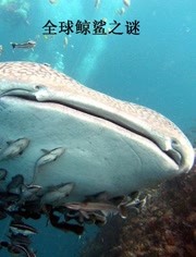 全球鲸鲨之谜