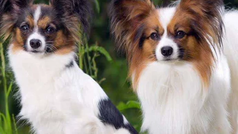 蝴蝶犬 第18 03 01期蝴蝶犬 长得像蝴蝶的狗狗 生活 完整版视频在线观看 爱奇艺