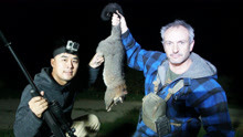新西兰夜间狩猎负鼠