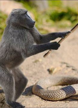 倒霉的眼镜蛇,老鼠已吞了一半,却被猴子不按常理的出手给打断了