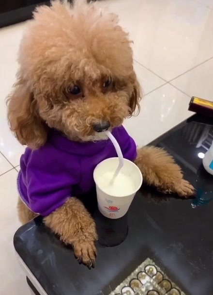 可爱!小狗用吸管喝奶