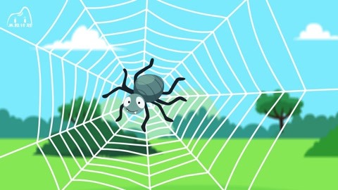 蜘蛛织网的过程是怎样的?
